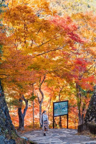 Hidden Autumn Viewing Spot in Kyoto｜Kaohsiung One-Day Bus Tour with Route + Map