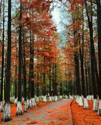 秋日艾溪湖楓葉大片