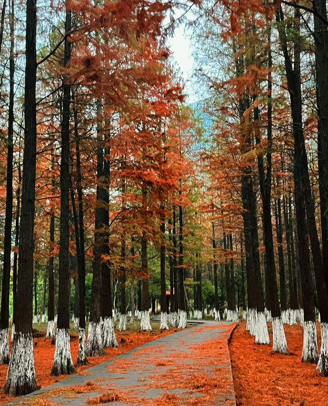 秋日艾溪湖楓葉大片