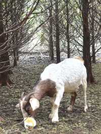 秋色森林裡的山羊牧場