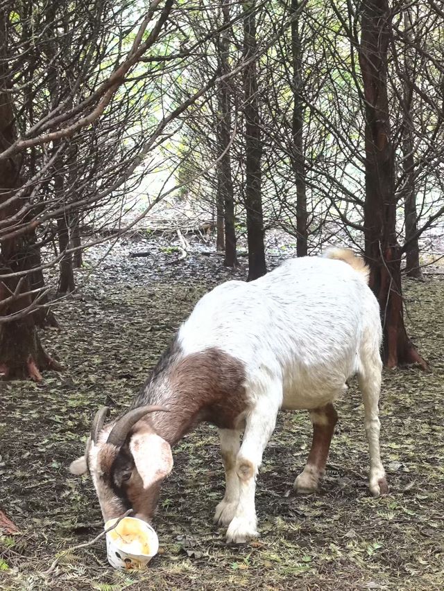 秋色森林裡的山羊牧場