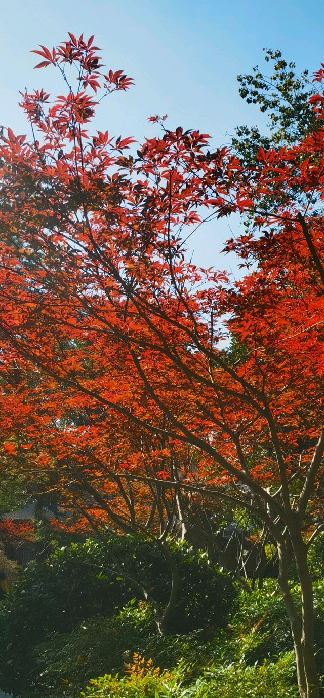 11月賞楓預警人少車少的紅葉秘境首公開！