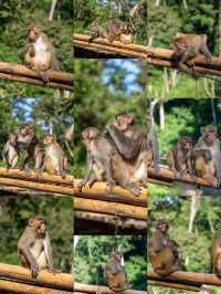 西雙版納遇“土匪猴”!零食差點被搶光