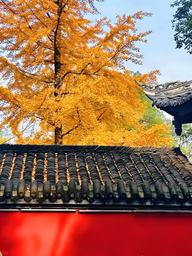 成都浣花溪這是什麼神仙賞楓秘境! 成都浣花溪這是什麼神仙賞楓秘境!