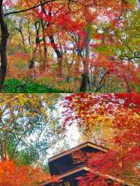 南京棲霞山秋日行｜漫山紅葉浸染金陵，邂逅最詩意的秋天