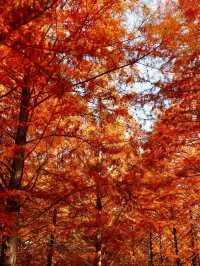 休寧朱村落羽杉｜闖入現實版油畫秋色世界