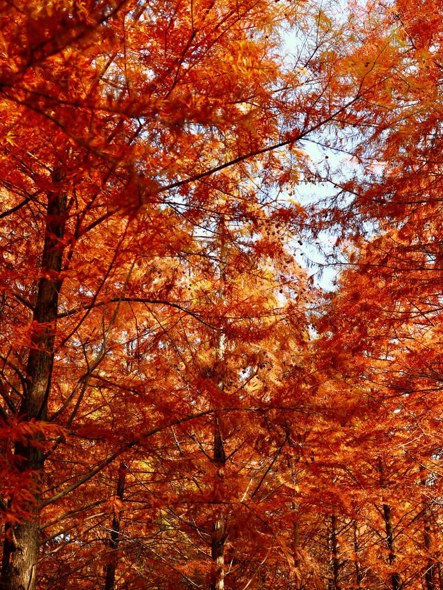 休寧朱村落羽杉｜闖入現實版油畫秋色世界