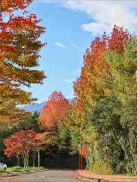 秋霜送君千里遠，月候來年嶺上紅