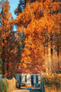 賞楓必去小眾秘境