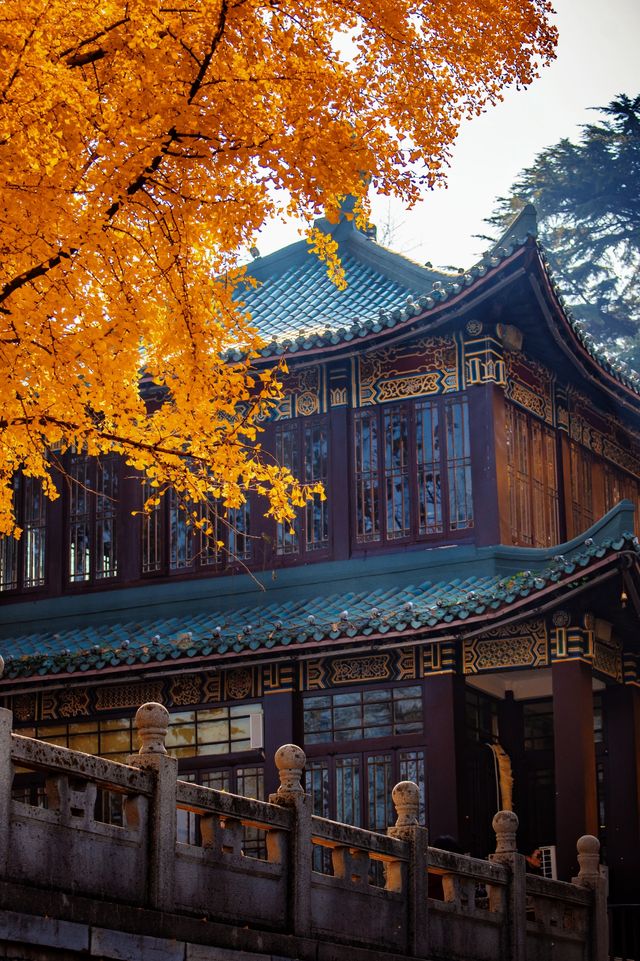 南京絕美銀杏大道曝光金色童話輕鬆get