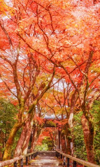 Kyoto Autumn Foliage Season｜Check in at Three Stunning Lesser-Known Temples! Eagle Peak Secret Spots to Explore