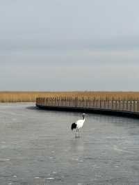 黑龍江受凍已回，真心建議大家…