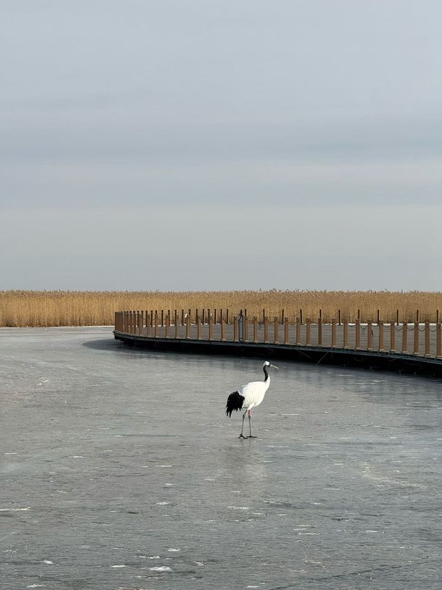 黑龍江受凍已回，真心建議大家…
