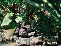 The here|藏著寵物友善的森系烏托邦