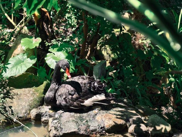 The here|藏著寵物友善的森系烏托邦 The here|藏著寵物友善的森系烏托邦