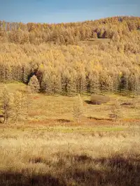 阿爾山國家森林公園