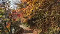 在紅葉季的黑川溫泉徒步 11.24&25 美不勝收
