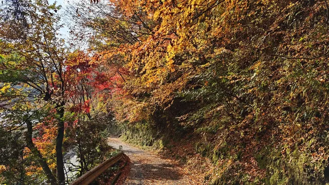 在紅葉季的黑川溫泉徒步 11.24&25 美不勝收 在紅葉季的黑川溫泉徒步 11.24&25 美不勝收