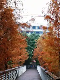 落羽杉紅啦！週末逛個公園也能拍秋日大片！