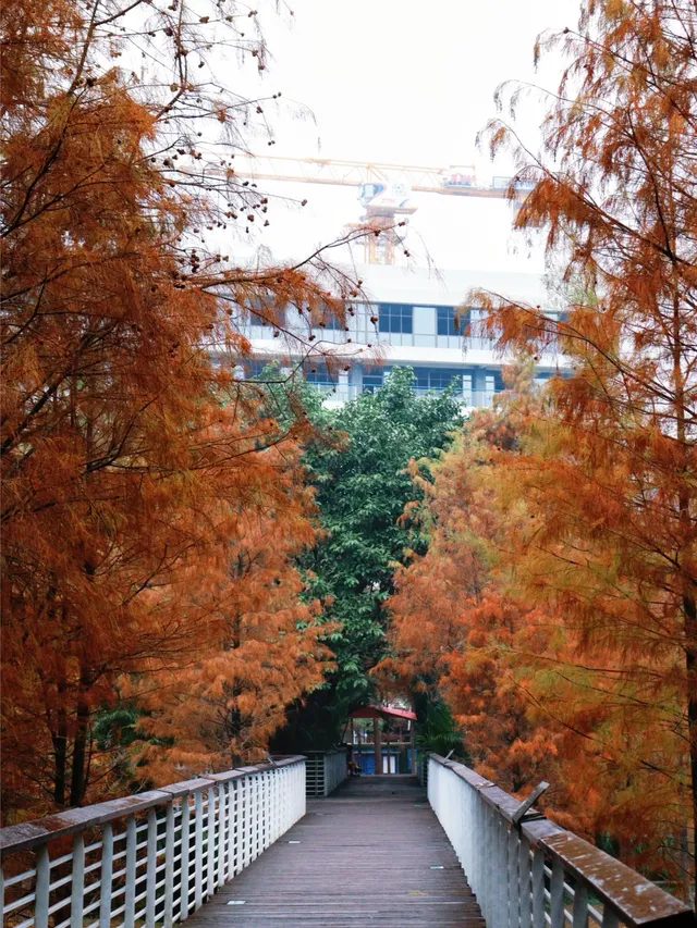 落羽杉紅啦！週末逛個公園也能拍秋日大片！