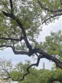 溫州5日遊省錢又好玩攻略拿好