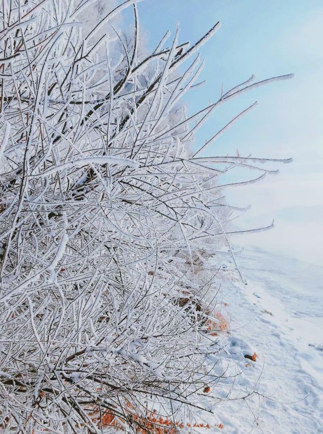 吉林霧淞|||吉林霧淞,冬季你不能錯過的美景,很壯觀 吉林霧淞|||吉林霧淞,冬季你不能錯過的美景,很壯觀