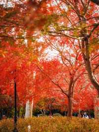 又是一年楓葉紅時魯迅公園賞楓攻略來啦！