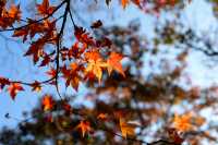 廬山賞秋必去！牯嶺鎮楓葉紅透的浪漫時光