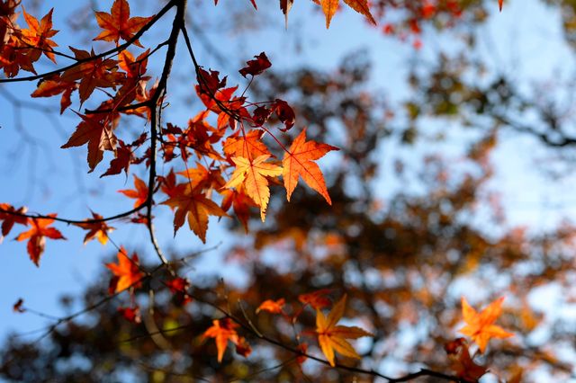 廬山賞秋必去！牯嶺鎮楓葉紅透的浪漫時光