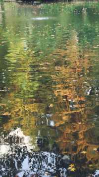 12.3上海超絕!延中綠地楓葉銀杏