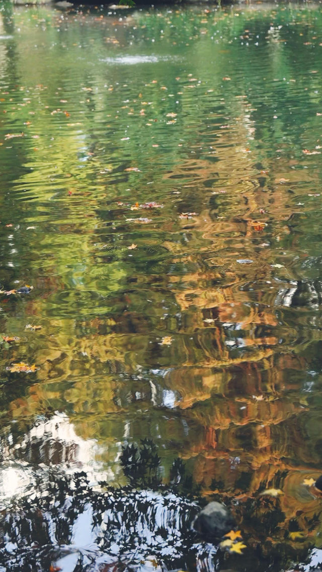 12.3上海超絕!延中綠地楓葉銀杏 12.3上海超絕!延中綠地楓葉銀杏