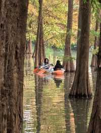 肇慶星湖絕美秋色 黃葉紅杉驚艷整個秋天!