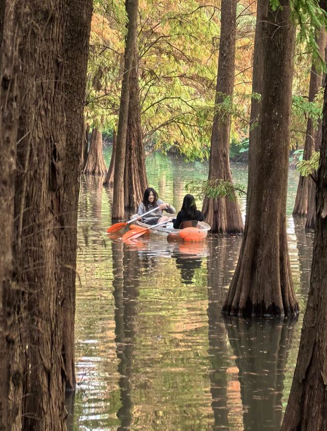 肇慶星湖絕美秋色 黃葉紅杉驚艷整個秋天! 肇慶星湖絕美秋色 黃葉紅杉驚艷整個秋天!