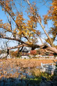 亭林公園楓葉紅透啦