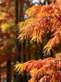 水上森林秋色秘境