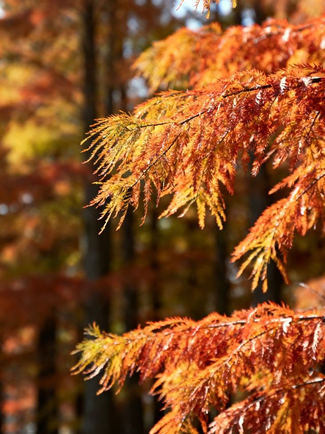 水上森林秋色秘境