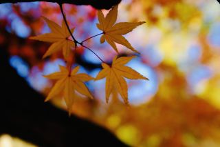 Yamazaki Town