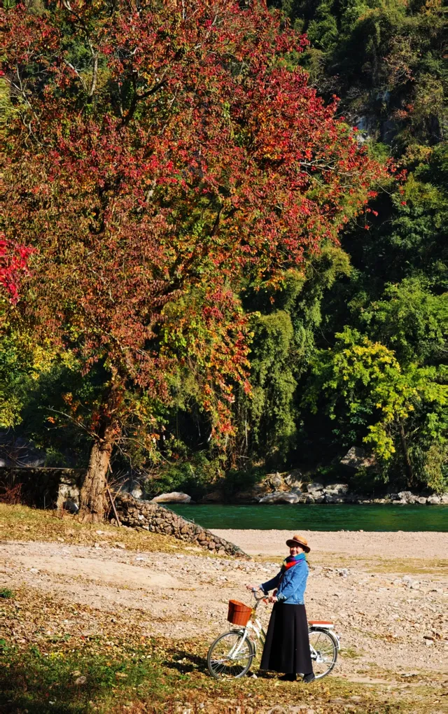 桂林陽堤隱藏款！原來「月光烏桕」的浪漫和月