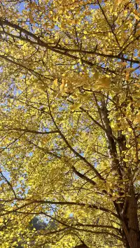 南雄帽子峰不看後悔,11.30無濾鏡!別跑空