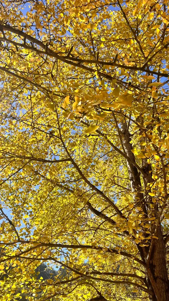 南雄帽子峰不看後悔,11.30無濾鏡!別跑空 南雄帽子峰不看後悔,11.30無濾鏡!別跑空