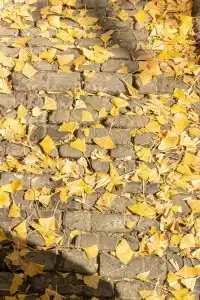 揚州的秋色真的值得專程去一趟