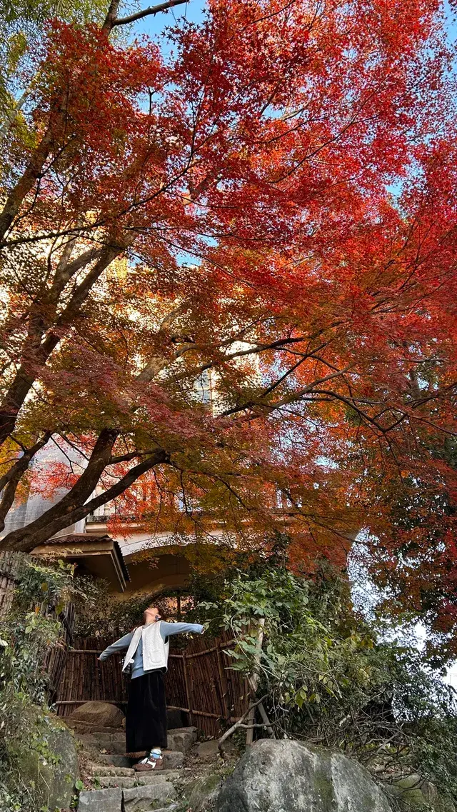 莫干山紅葉進度