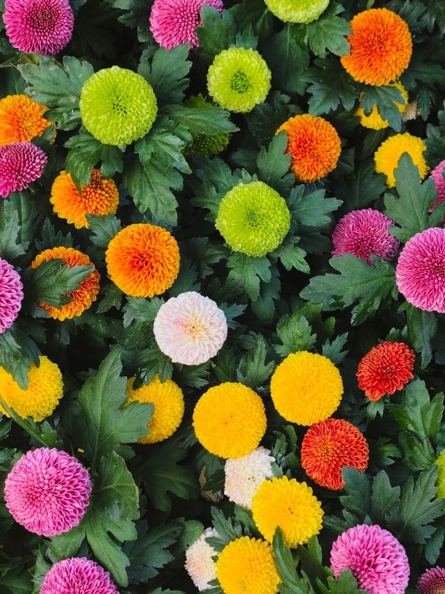 深圳東湖公園 深圳東湖公園