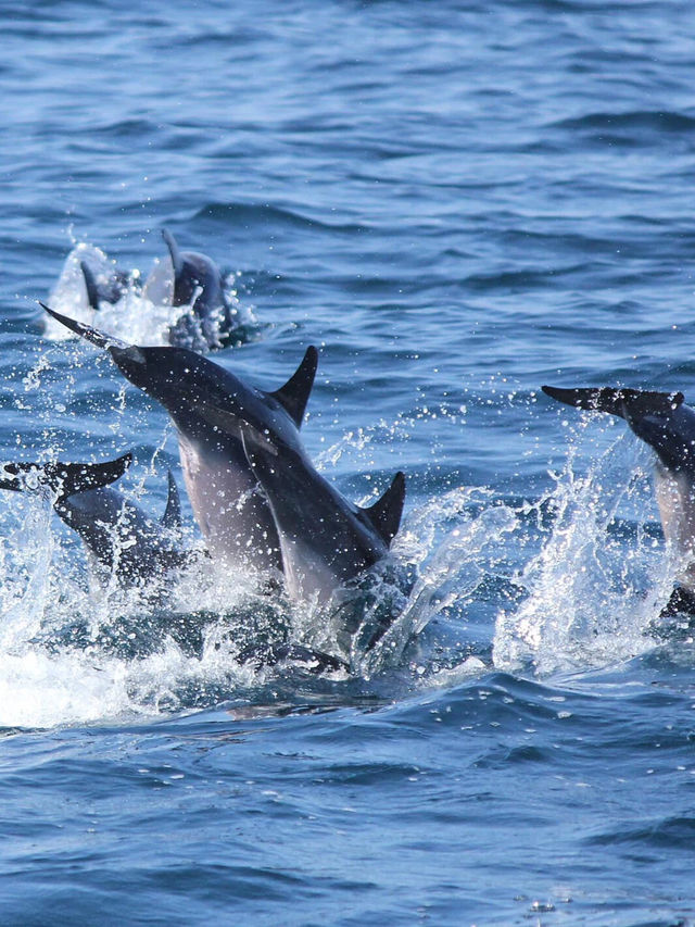 皮皮島遊艇出海這樣玩一天,才算沒白來! 皮皮島遊艇出海這樣玩一天,才算沒白來!