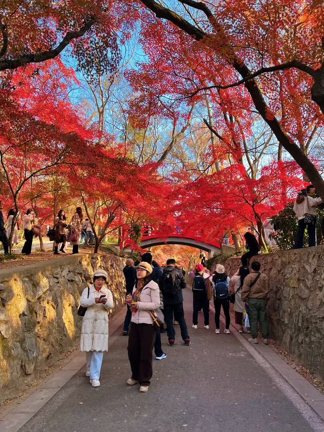 live圖的意義|南京中山植物園紅楓美瘋了 live圖的意義|南京中山植物園紅楓美瘋了