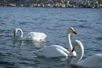 成都飛賽里木湖3日遊（11月22日）