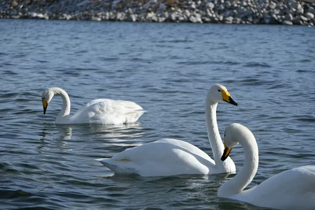 成都飛賽里木湖3日遊（11月22日）