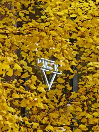 黃金城道及周邊最全銀杏拍攝citywalk路線