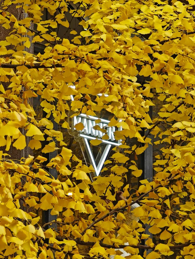 黃金城道及周邊最全銀杏拍攝citywalk路線 黃金城道及周邊最全銀杏拍攝citywalk路線