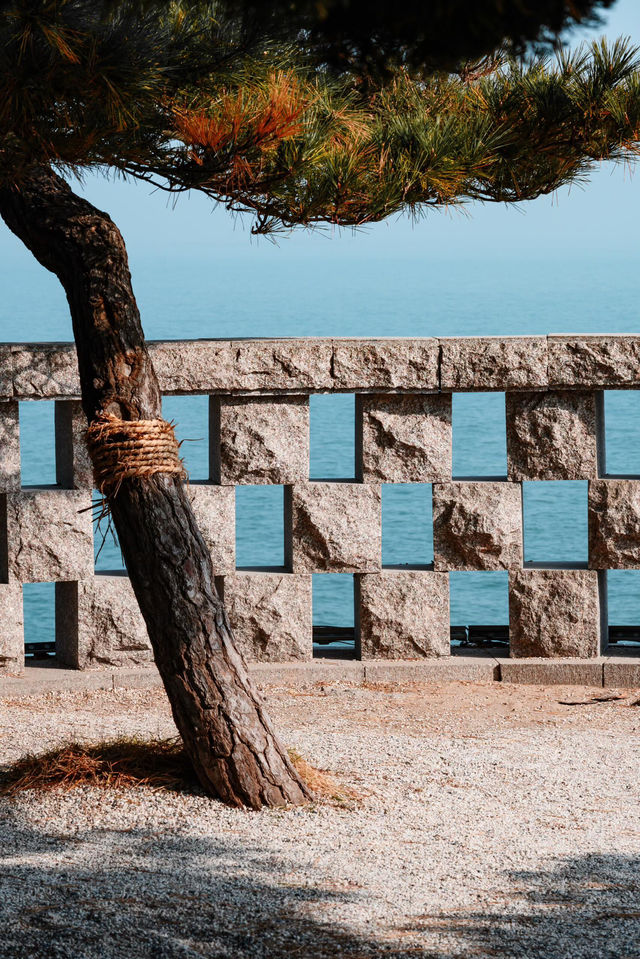 青島冬日看海記|孤獨又浪漫的海岸線漫步 青島冬日看海記|孤獨又浪漫的海岸線漫步